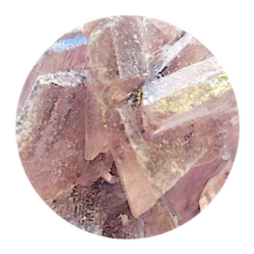 Twilight Molly kaufen Twilight Molly kaufen